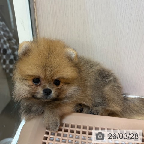 ポメラニアンの写真