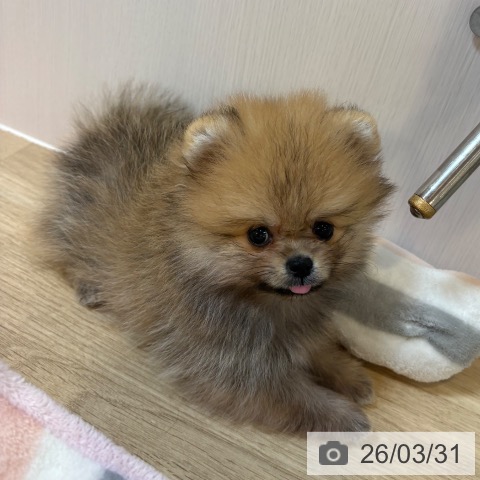京都府のポメラニアン (ペットプラス イオンモールKYOTO店/2026年1月26日生まれ/女の子/オレンジ)の子犬の4枚目の画像