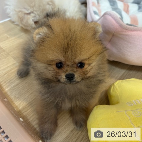 京都府のポメラニアン (ペットプラス イオンモールKYOTO店/2026年1月26日生まれ/女の子/オレンジ)の子犬の3枚目の画像