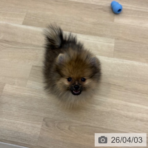 京都府のポメラニアン (ペットプラス 久御山店/2026年1月20日生まれ/女の子/オレンジ)の子犬の4枚目の画像