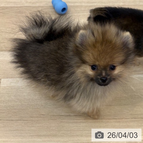 京都府のポメラニアン (ペットプラス 久御山店/2026年1月20日生まれ/女の子/オレンジ)の子犬の3枚目の画像