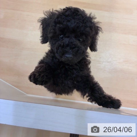 奈良県のトイプードル(トイ) (ペットプラス 大和郡山店/2026年1月25日生まれ/男の子/ブラック)の子犬の4枚目の画像