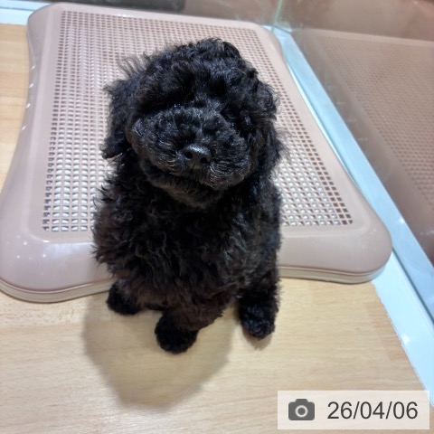奈良県のトイプードル(トイ) (ペットプラス 大和郡山店/2026年1月25日生まれ/男の子/ブラック)の子犬の3枚目の画像
