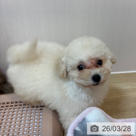 トイ・プードルの写真