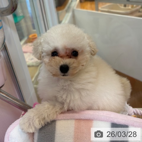 トイ・プードルの写真