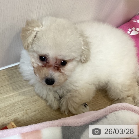 トイ・プードルの写真