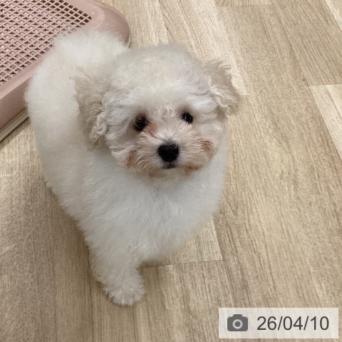 大阪府のトイプードル(トイ) (ペットプラス りんくう泉南店/2026年1月25日生まれ/女の子/クリーム)の子犬の3枚目の画像