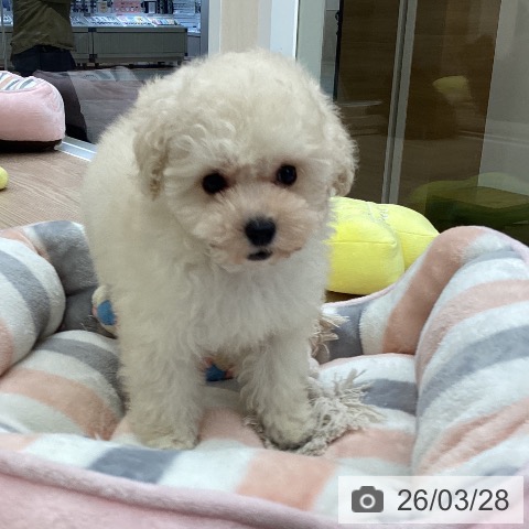 トイ・プードルの写真