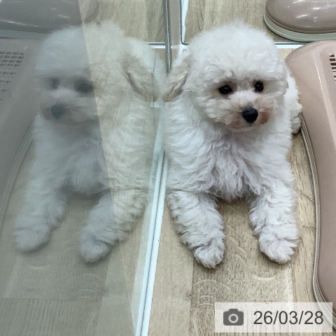 トイ・プードルの写真