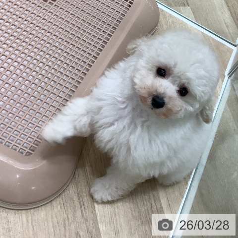 トイ・プードルの写真