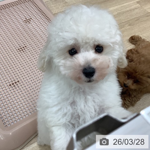 トイ・プードルの写真