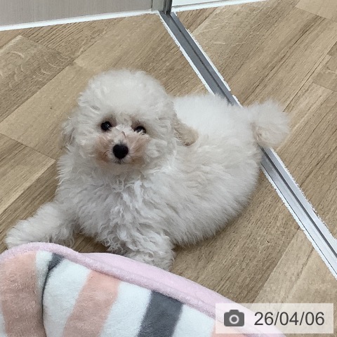 大阪府のトイプードル(トイ) (ペットプラス 鶴見店/2026年1月18日生まれ/女の子/クリーム)の子犬の4枚目の画像