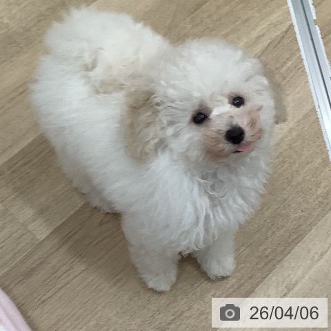 大阪府のトイプードル(トイ) (ペットプラス 鶴見店/2026年1月18日生まれ/女の子/クリーム)の子犬の3枚目の画像