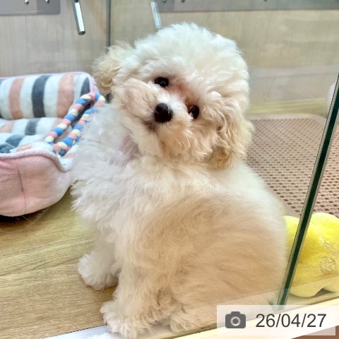兵庫県のトイプードル(トイ) (ペットプラス 姫路大津店/2026年1月18日生まれ/女の子/クリーム)の子犬の3枚目の画像