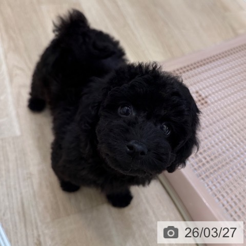 トイ・プードルの写真