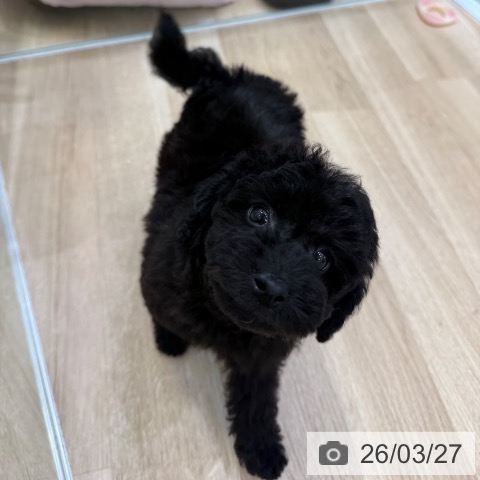 トイ・プードルの写真