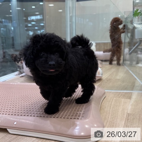 トイ・プードルの写真