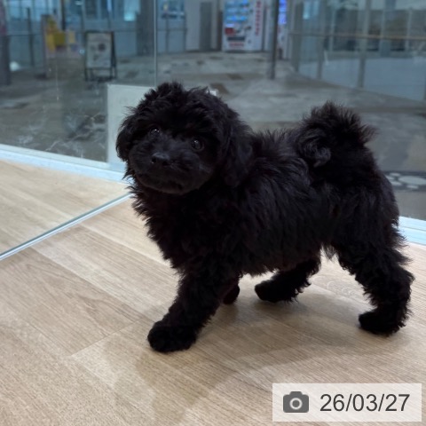 トイ・プードルの写真