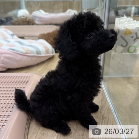 トイ・プードルの写真