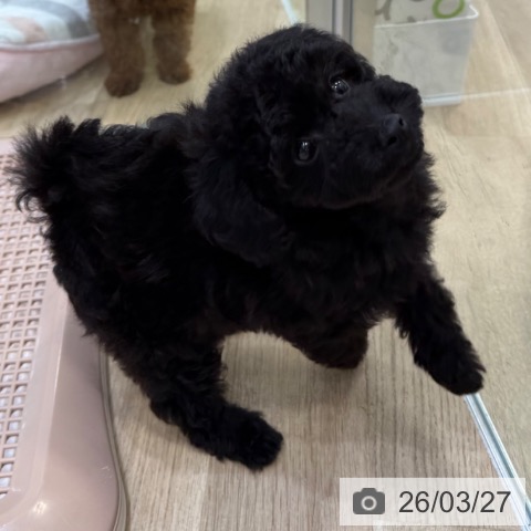 トイ・プードルの写真