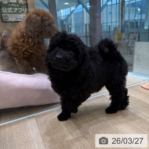 トイ・プードルの写真