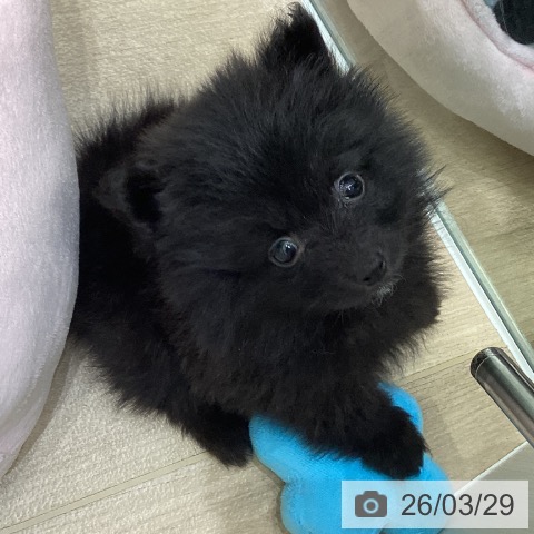 大阪府のポメラニアン (ペットプラス 堺北花田店/2026年1月26日生まれ/男の子/ブラック)の子犬の4枚目の画像