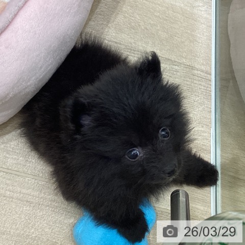 大阪府のポメラニアン (ペットプラス 堺北花田店/2026年1月26日生まれ/男の子/ブラック)の子犬の3枚目の画像