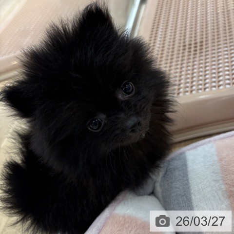 ポメラニアンの写真
