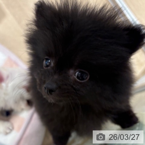ポメラニアンの写真
