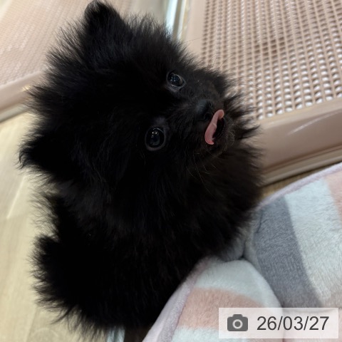 ポメラニアンの写真