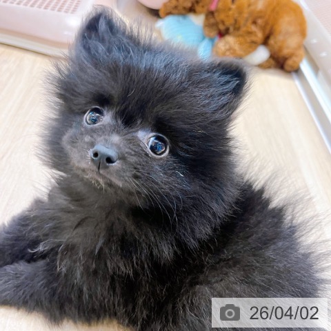 大阪府のポメラニアン (ペットプラス イオン大日店/2026年1月26日生まれ/女の子/ブラック)の子犬の4枚目の画像