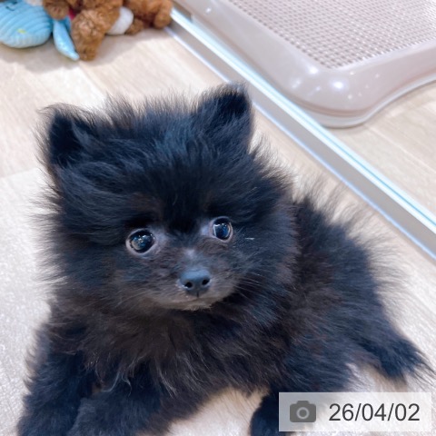 大阪府のポメラニアン (ペットプラス イオン大日店/2026年1月26日生まれ/女の子/ブラック)の子犬の3枚目の画像