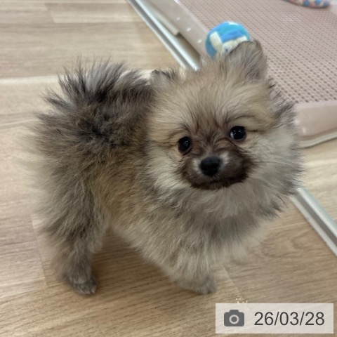 ポメラニアンの写真
