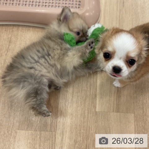 ポメラニアンの写真