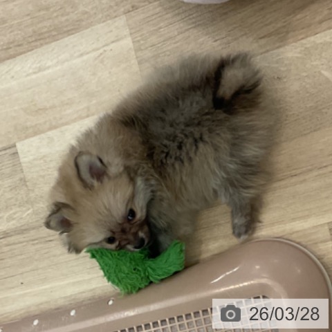 ポメラニアンの写真