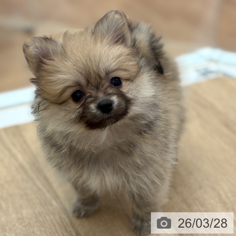 ポメラニアンの写真