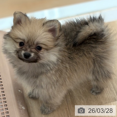 ポメラニアンの写真
