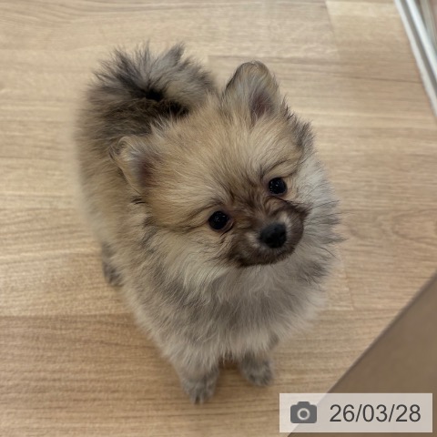 ポメラニアンの写真