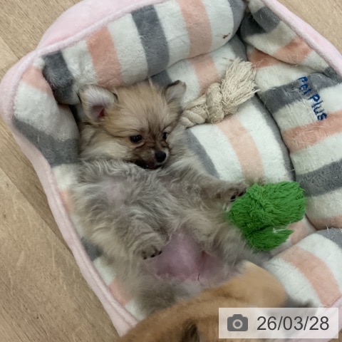 ポメラニアンの写真