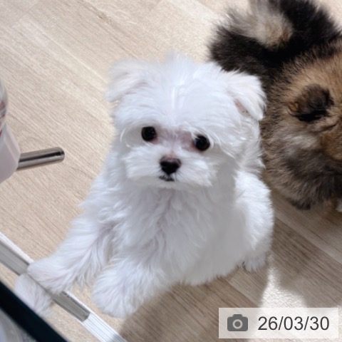 マルチーズの写真