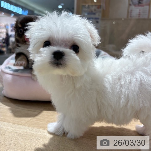 マルチーズの写真