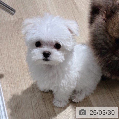 マルチーズの写真
