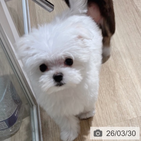 マルチーズの写真