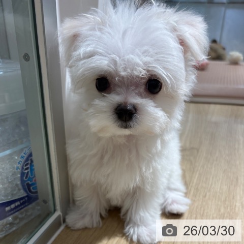 マルチーズの写真