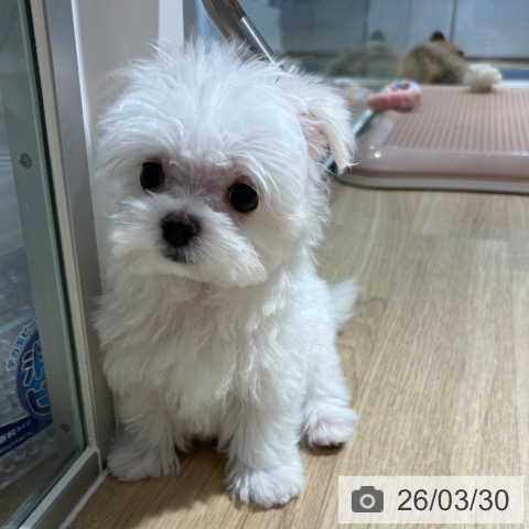 マルチーズの写真