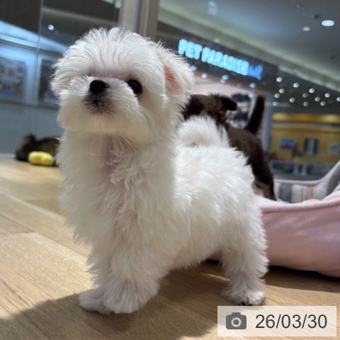 マルチーズの写真