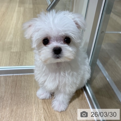 マルチーズの写真