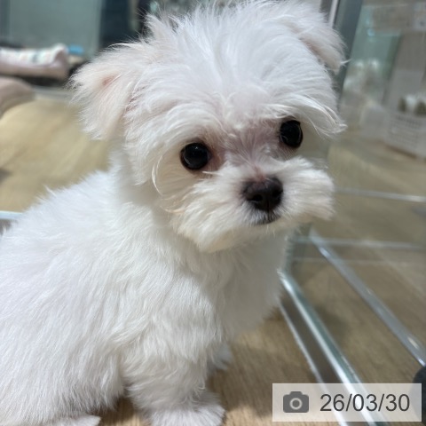 マルチーズの写真