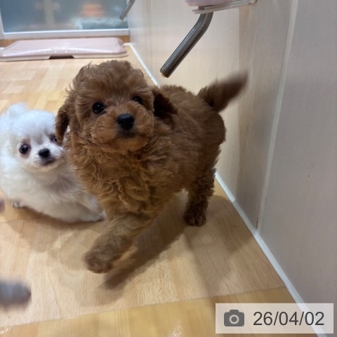 トイ・プードルの写真