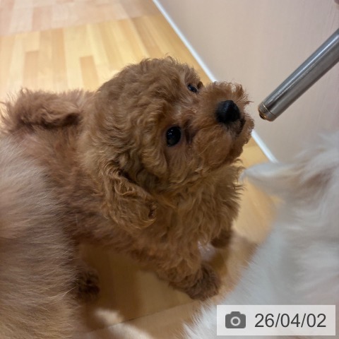 奈良県のトイプードル(トイ) (ペットプラス 大和郡山店/2026年1月22日生まれ/男の子/レッドフォーン)の子犬の4枚目の画像